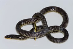 Amblyodipsas microphthalma microphthalma