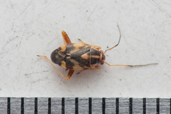 Cyphodema instabilis