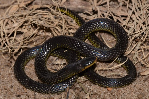 Eastern Purple-glossed Snake, Amblyodipsas microphthalma