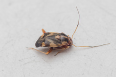 Cyphodema instabilis
