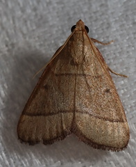 Hypsopygia decoloralis