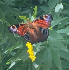 Aglais io