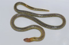 Amblyodipsas microphthalma microphthalma