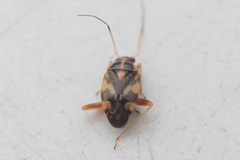 Cyphodema instabilis