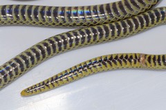 Amblyodipsas microphthalma microphthalma