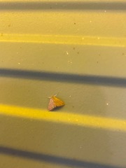 Scopula lydia