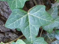 Hedera helix