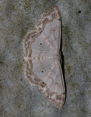 Scopula propinquaria