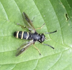 Temnostoma bombylans