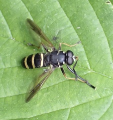 Temnostoma bombylans