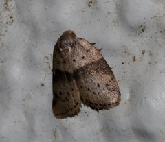 Stictane rectilinea chinesica