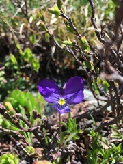 Viola calcarata
