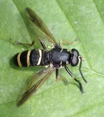 Temnostoma bombylans