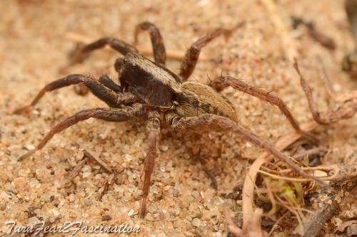 Alopecosa pulverulenta