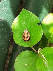Harmonia axyridis