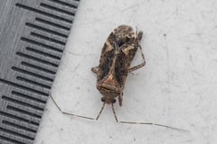 Phytocoris dimidiatus