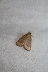 Hypsopygia decoloralis