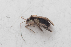 Phytocoris dimidiatus