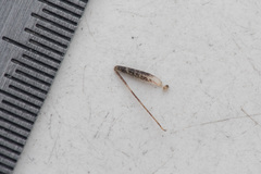 Phytocoris dimidiatus