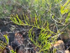 Asparagus transvaalensis