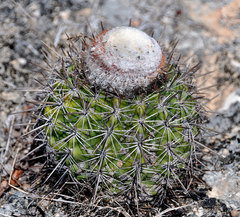 Melocactus macracanthos
