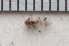 Blaste quadrimaculata