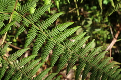 Hypolepis glandulifera