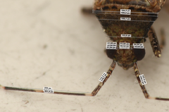 Phytocoris dimidiatus