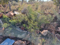 Asparagus transvaalensis