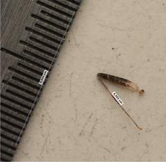 Phytocoris dimidiatus