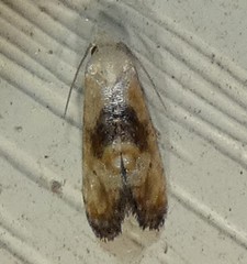 Eugnosta erigeronana
