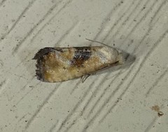 Eugnosta erigeronana