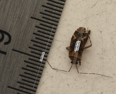 Phytocoris dimidiatus