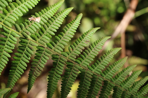 Image of Hypolepis glandulifera by (c) Greg Tasney, some rights reserved (CC BY-SA)