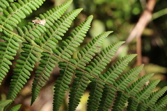 Hypolepis glandulifera