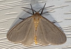 Pagara simplex