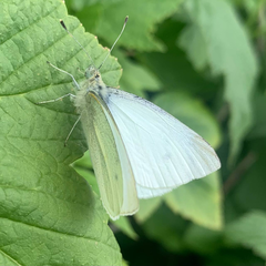 Pieris rapae