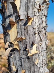 Ochna pulchra pulchra