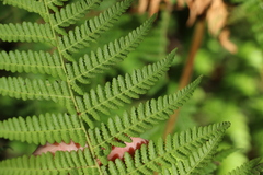 Hypolepis glandulifera