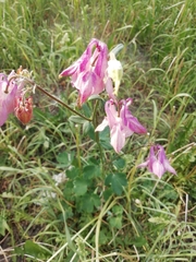 Aquilegia vulgaris