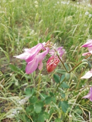 Aquilegia vulgaris
