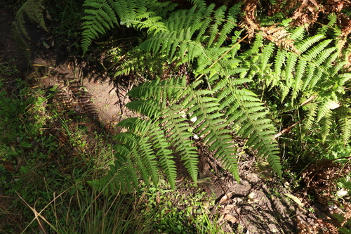 Image of Hypolepis glandulifera by (c) Greg Tasney, some rights reserved (CC BY-SA)