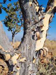 Ochna pulchra pulchra