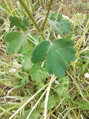 Aquilegia vulgaris