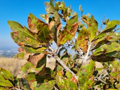 Ochna pulchra pulchra