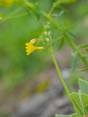 Primula auricula