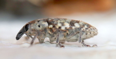 Hypolixus