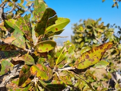 Ochna pulchra pulchra