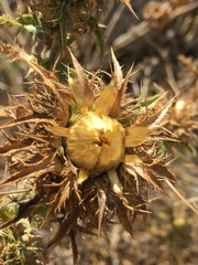 Carlina libanotica