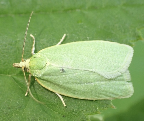 Green Oak Tortrix